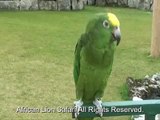 African Lion Safari Parrot sings O Canada