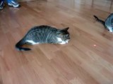 Cats chasing laser pointer