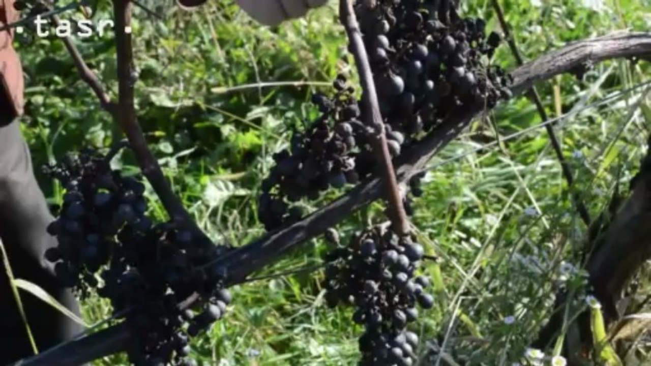 V najsevernejších slovenských vinohradoch sa chystajú na ľadové víno