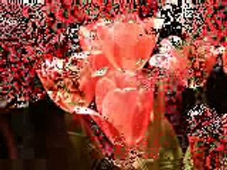 Ennio Morricone (Le Vent Le Cri) & Tulips