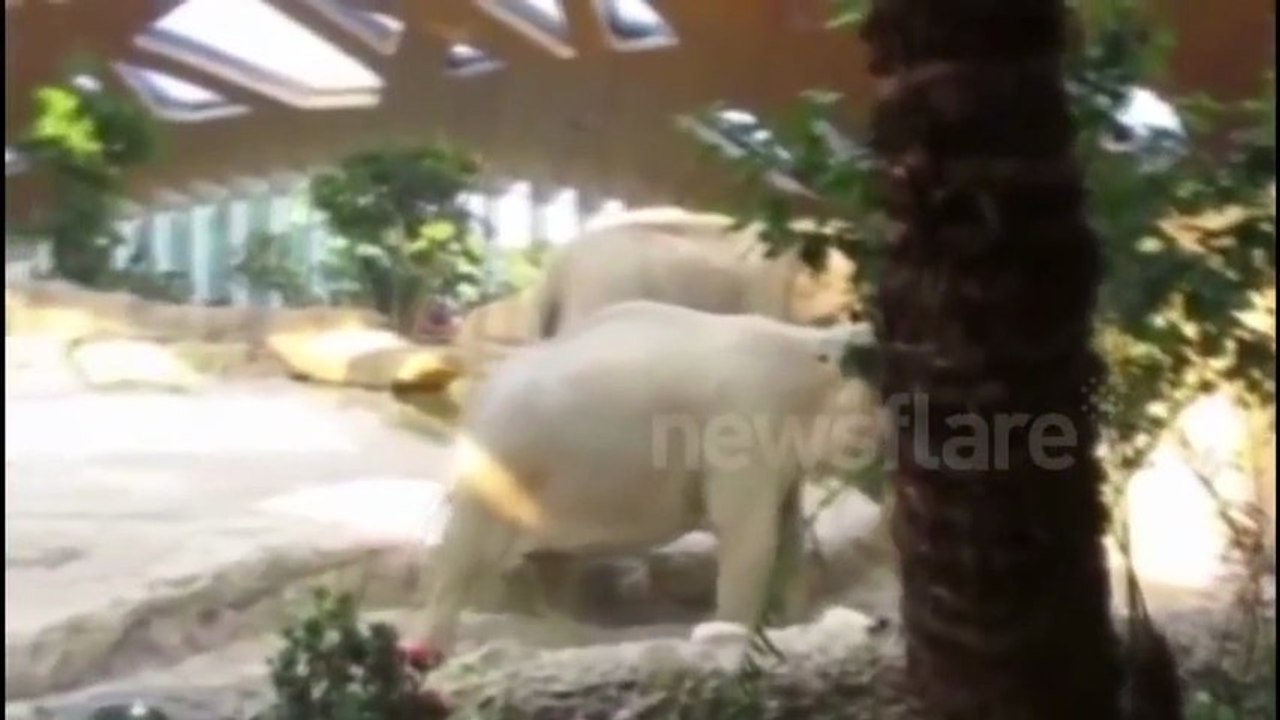 LIKE DŇA: Ťažký deň sloníčaťa