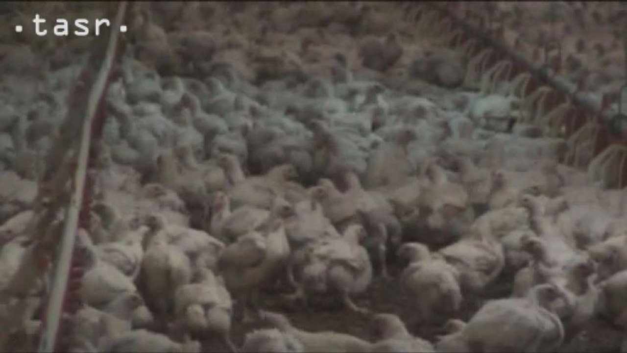 Hydina by sa mala rozrábať len tam, kde je stály veterinárny dozor