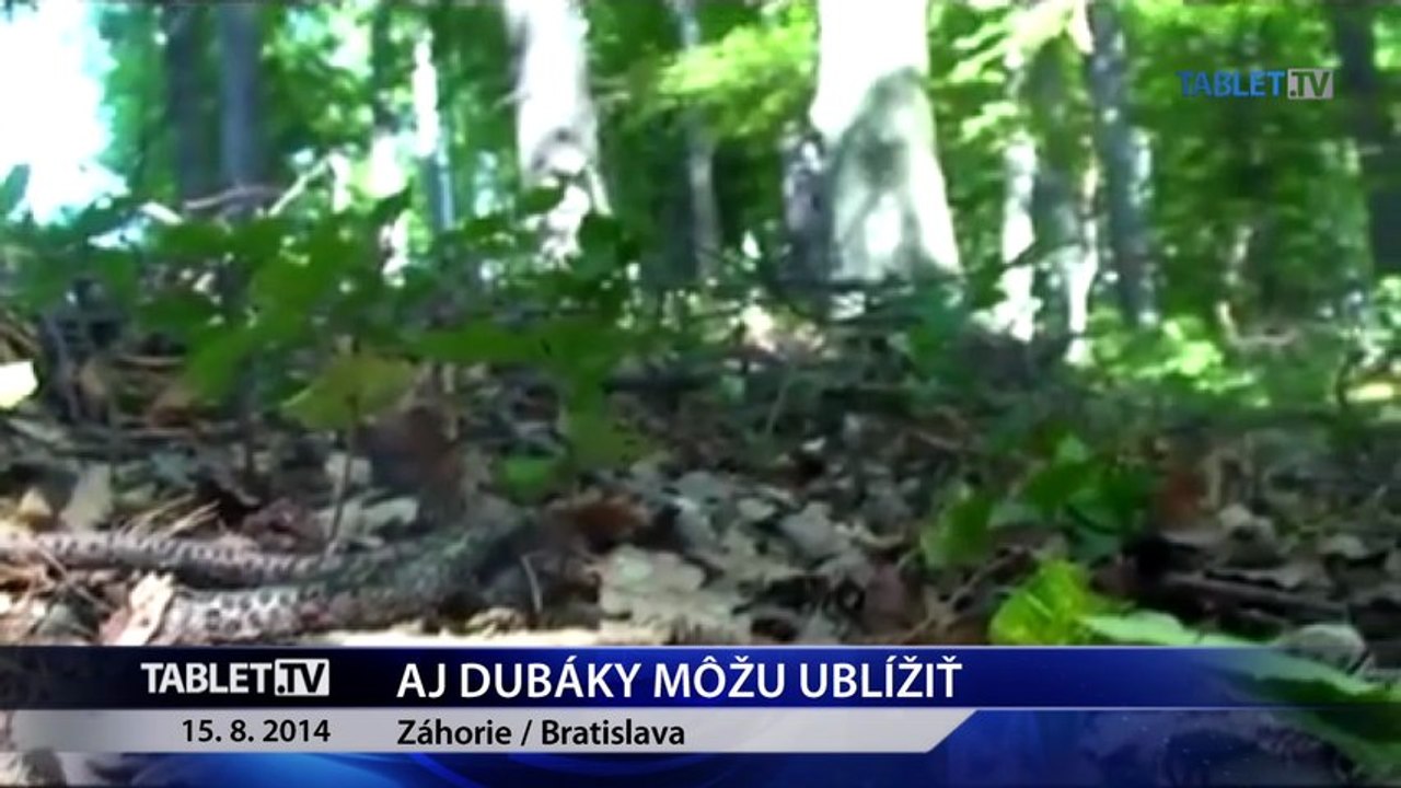 Dubákmi z toho lesa sa môžete priotráviť