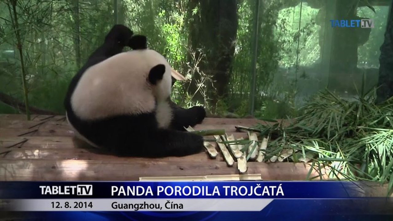Panda porodila trojčatá, všetky sú v dobrom zdravotnom stave