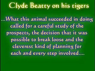 Tiger vs lion Intelligence. A tigers much more intelligent and cunning then a lion