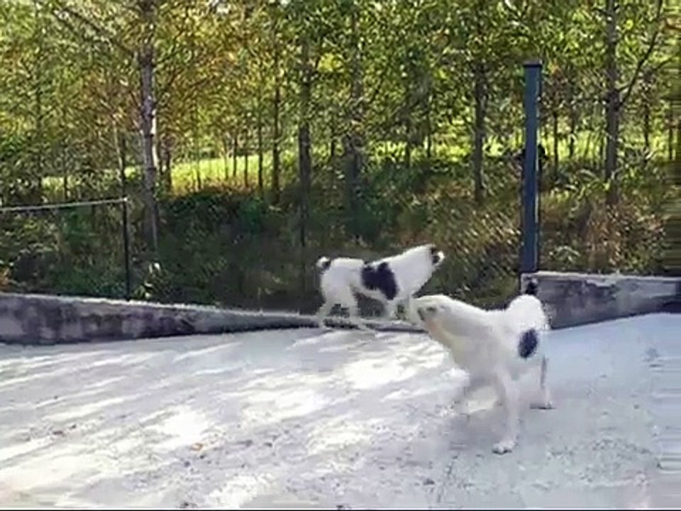 CANI DA GUARDIA - TALEBAN del Turkmeno - Pastore dell'Asia centrale da guardia