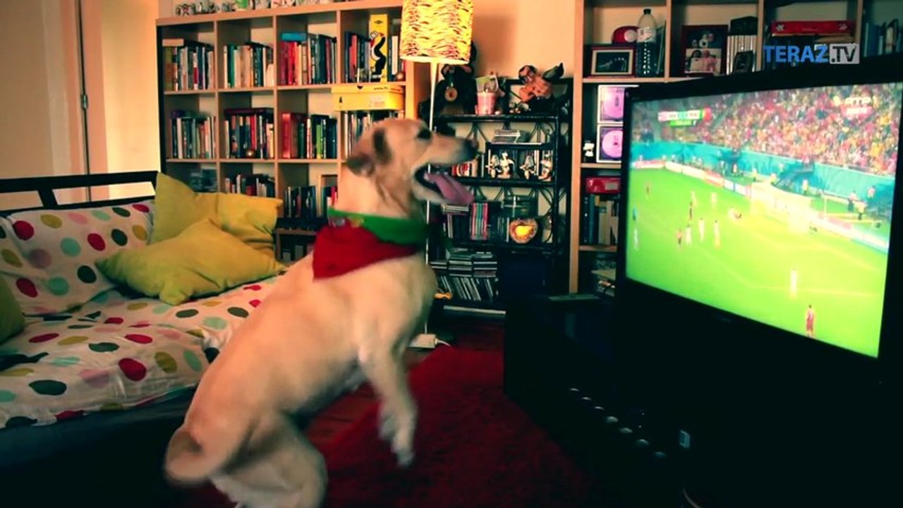LIKE DŇA: Štvornohý futbalový fanúšik oslávil gól svojho tímu