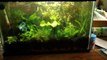 5 Gallon Planted Betta Tank (UPDATE) New Fish+Plants!