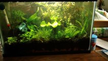 5 Gallon Planted Betta Tank (UPDATE) New Fish Plants!