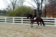 16hh Selle Francais Bay Mare ( horse for sale )