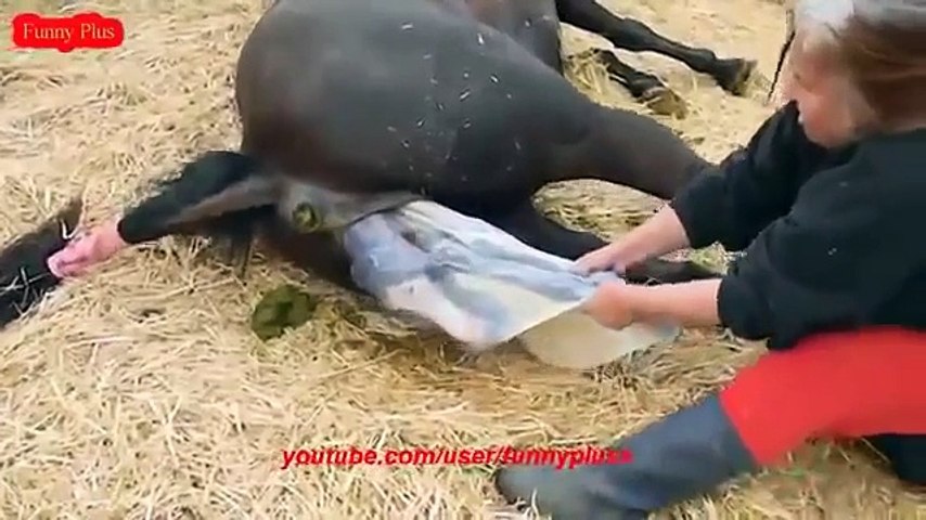 ♥ ANIMALS Giving Birth - HORSES Gives Birth to Baby so CUTE! - CenturyLink