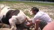 Horse Gives out a Foal - Horse Birth