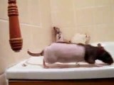 Sooty, Sweep and Soo and Bella Ratties in the bath