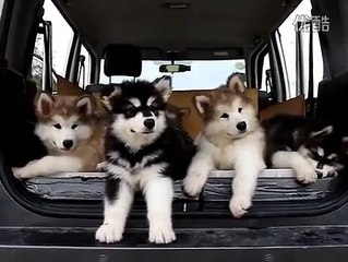 Música deixa cães confusos