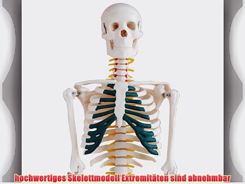 Skelett Modell mit Spinalnerven - Anatomie Modell