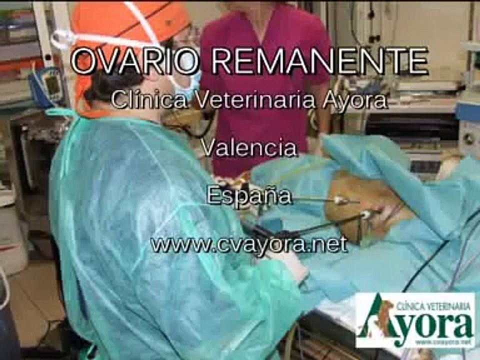 Perra con celo persistente