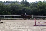 SOLD: Speedy (2 of 2) - Welsh / Thoroughbred Pony for Sale at Serendipity Farm, Ringoes, NJ
