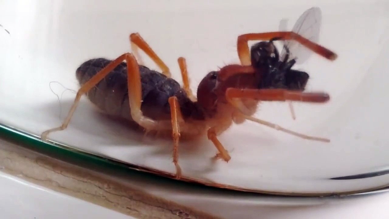 Sun spider eating a fly