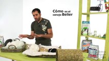 CONEJOS - El Conejo Belier o Mini Lop