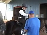 Kolby Tipon Ridge Flicker, Rocky Mountain Horse in TN UMH Show