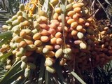 Biodiversité des dattes,un trésor au Sahara. Zagora, Maroc
