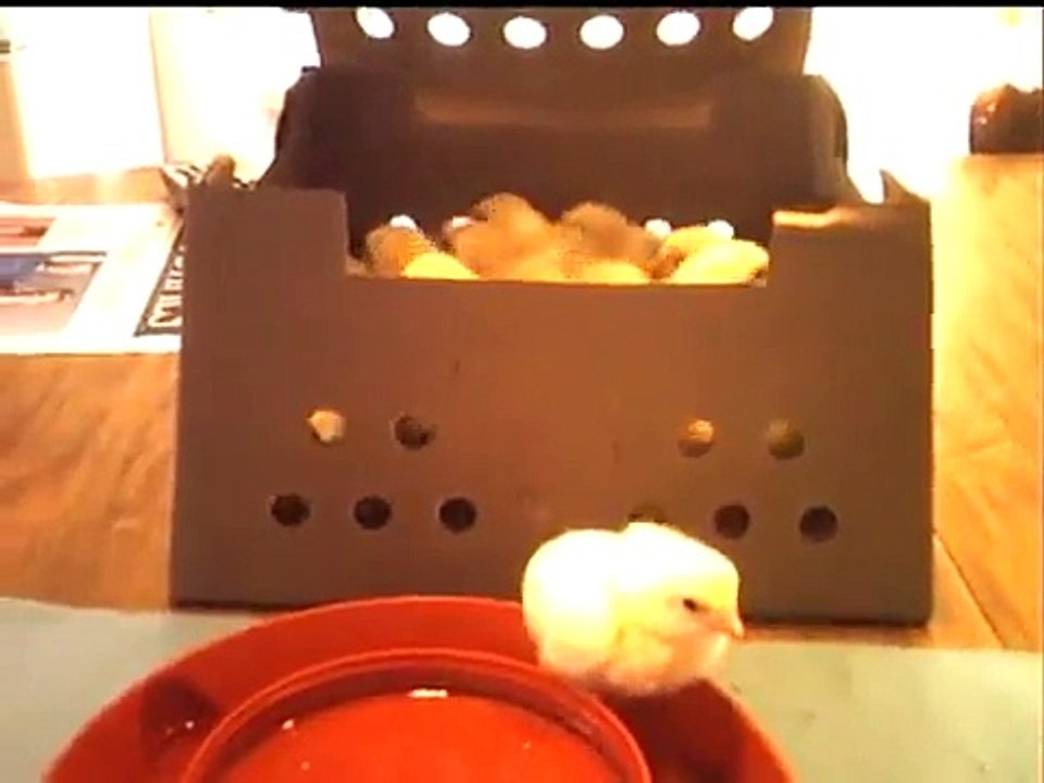 Baby Chicks