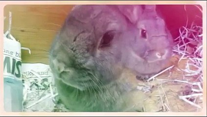 How to persuade your parents to let you get a dog or puppy