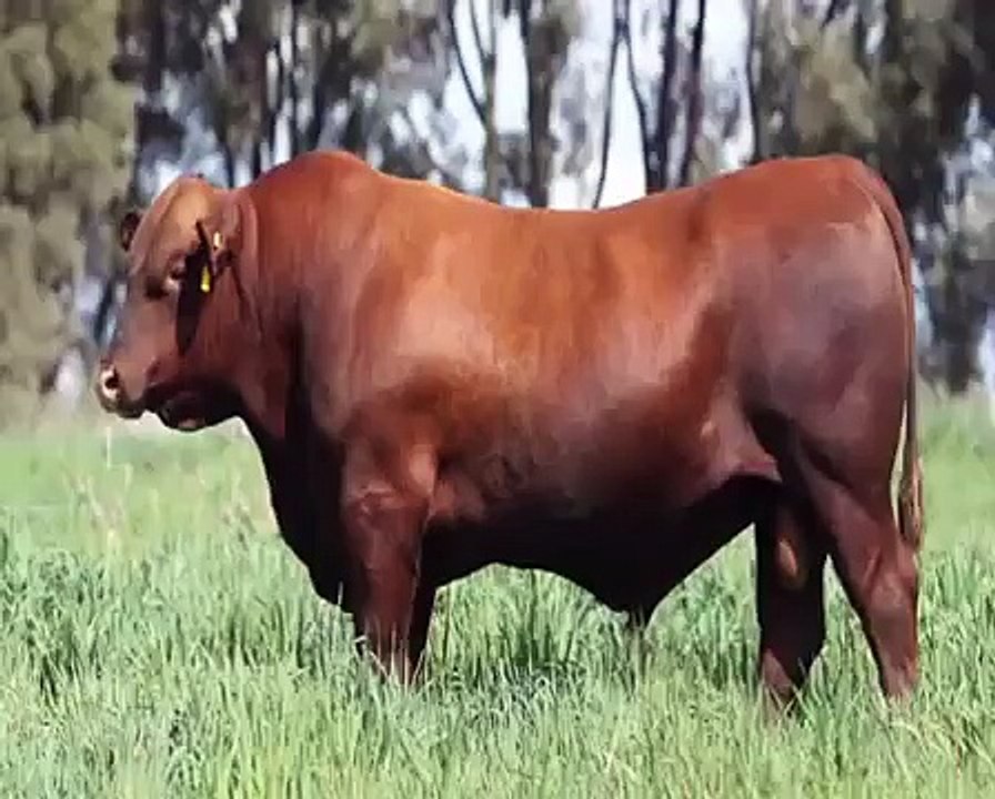 Red Angus x Senepol