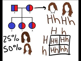 Unlock the Secrets of Genetics and Pedigree Analysis 🧬