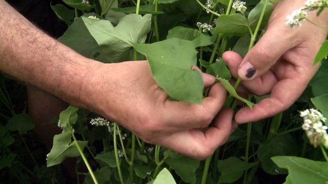Dégoûté par la crise, un éleveur breton se met aux céréales bio