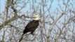 Bald Eagles - Starved Rock State Park - Birds