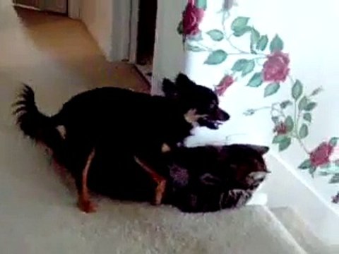 HORNY DOG HUMPING CAT.