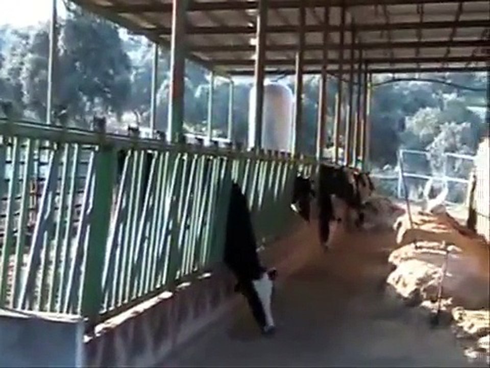 Proceso de producción de leche