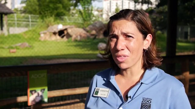 African Painted Dogs Get New Toys!