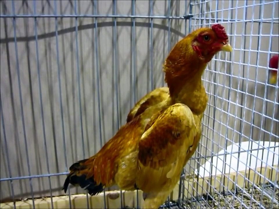 Ko Shamo fauve à Queue noire, Ko Shamo gelb mit schwarzem Schwanz, Badische Landesschau 2013