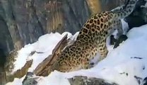 Panthera pardus orientalis (amur leopard)