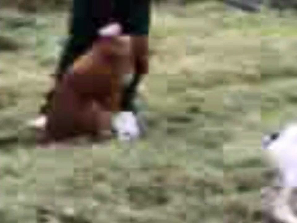 Caccia al Fagiano con il Pointer