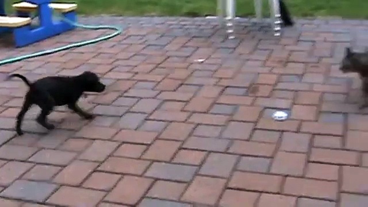 Staffordshire Bull Terrier pup vs angry cat.