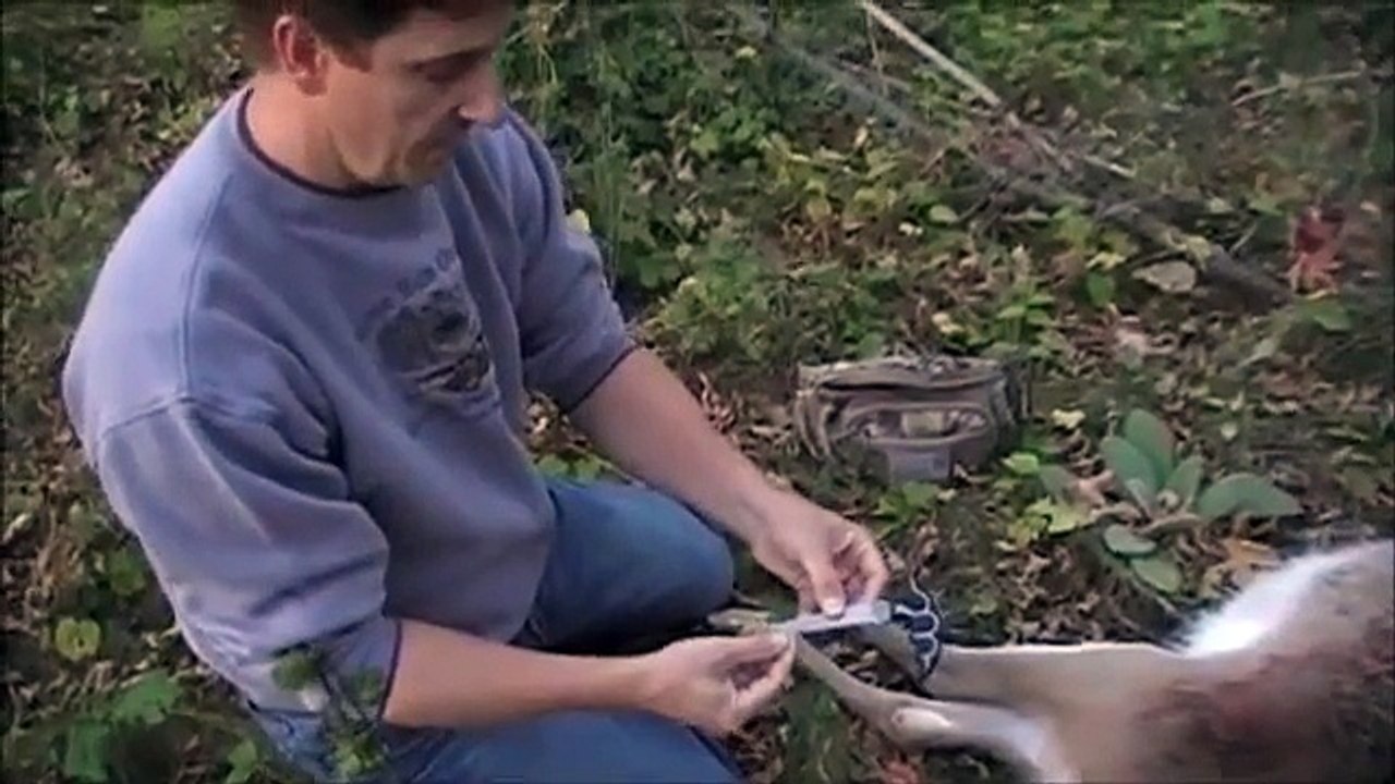 Field Dressing a Deer