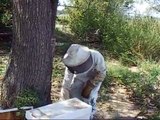 Transfering bees into a new beehive box - Brownwood, Texas