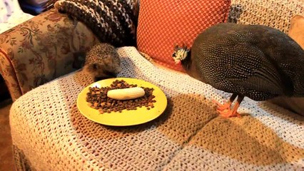 Pet guineafowl befriends wild Hedgehog