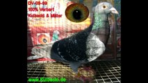 NEW PHOTOS ABOUT MY AUCTIONS PIGEONS VERBART & SCHELLENS www.KULBACKI.de, www.dobrylot.ACEboard.com