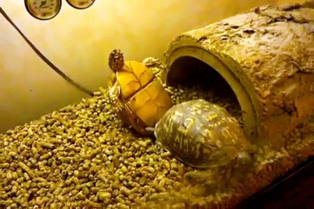 TWO FEMALE BOX TURTLES MAKING LESBIAN LOVE