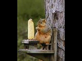Son d'un écureuil rigolo !