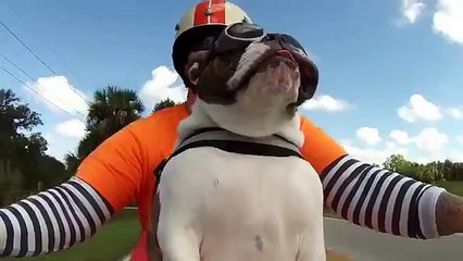 ¡Con estilo! Mira cómo este perro pasea en moto y saluda a motociclista