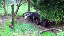 ant eater walking in circles