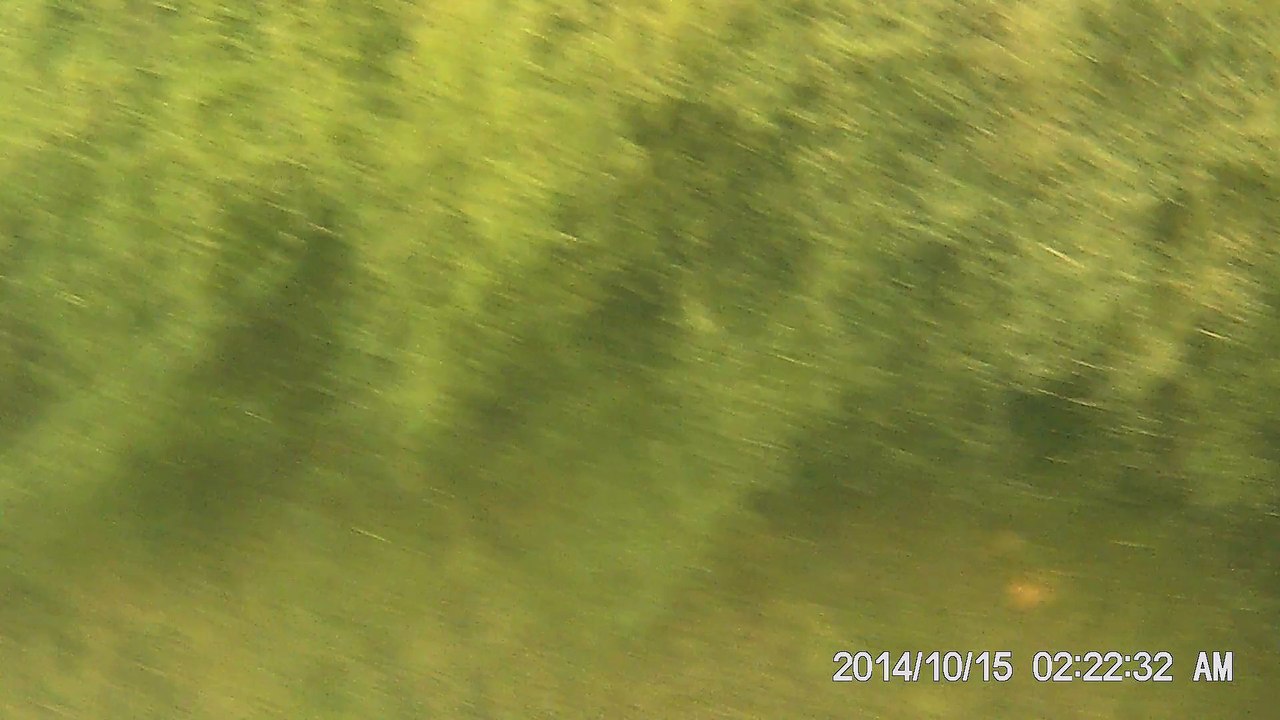 un alevin dans le bassin hors-sol