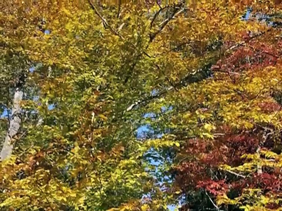 Welcome to Identify that Plant