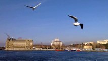 Feeding Seagulls