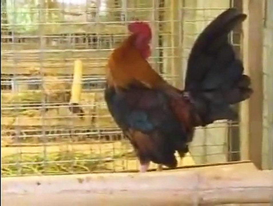 GALLOS BANTAM, (MINIATURA O ENANOS)  SEBRIGHT, OEG, ROSECOMB